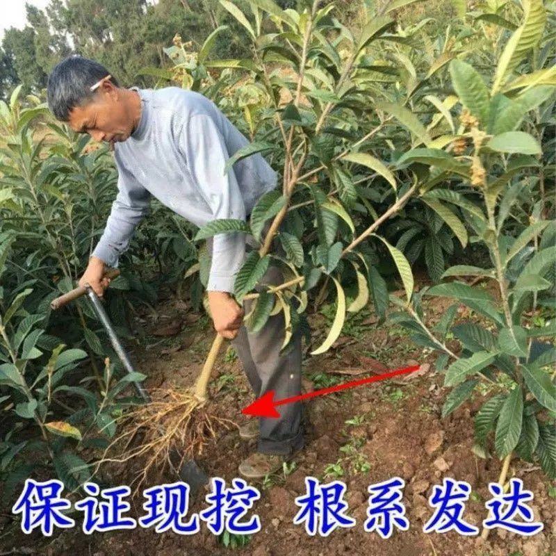 新品种嫁接无核砂糖红枇杷果树苗耐寒南方北方种植