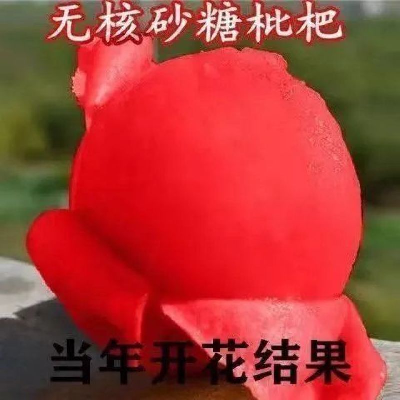 新品种嫁接无核砂糖红枇杷果树苗耐寒南方北方种植