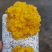 金色菌