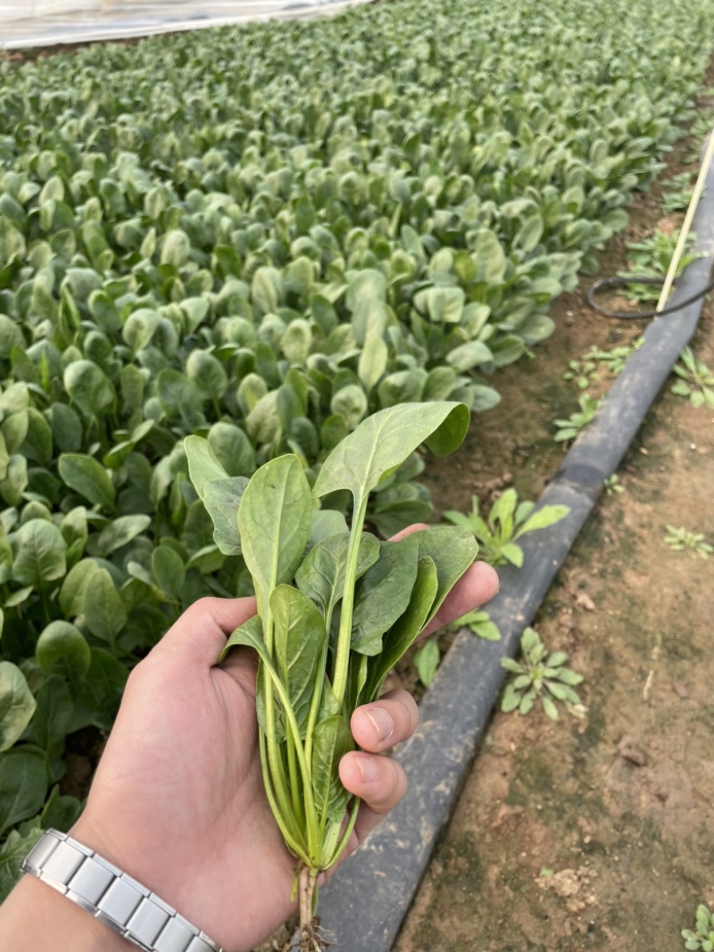 【精品】山东潍坊大小叶菠菜货源充足产地直发。