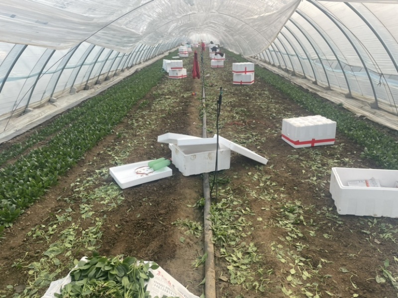 【精品】山东潍坊大小叶菠菜货源充足产地直发。