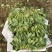 【精品】山东潍坊大小叶菠菜货源充足产地直发。