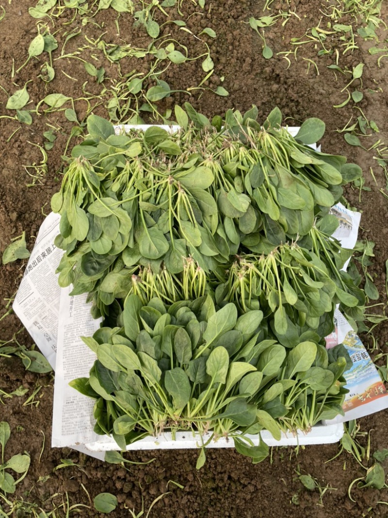 【精品】山东潍坊大小叶菠菜货源充足产地直发。