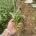 【精品】山东潍坊大小叶菠菜货源充足产地直发。