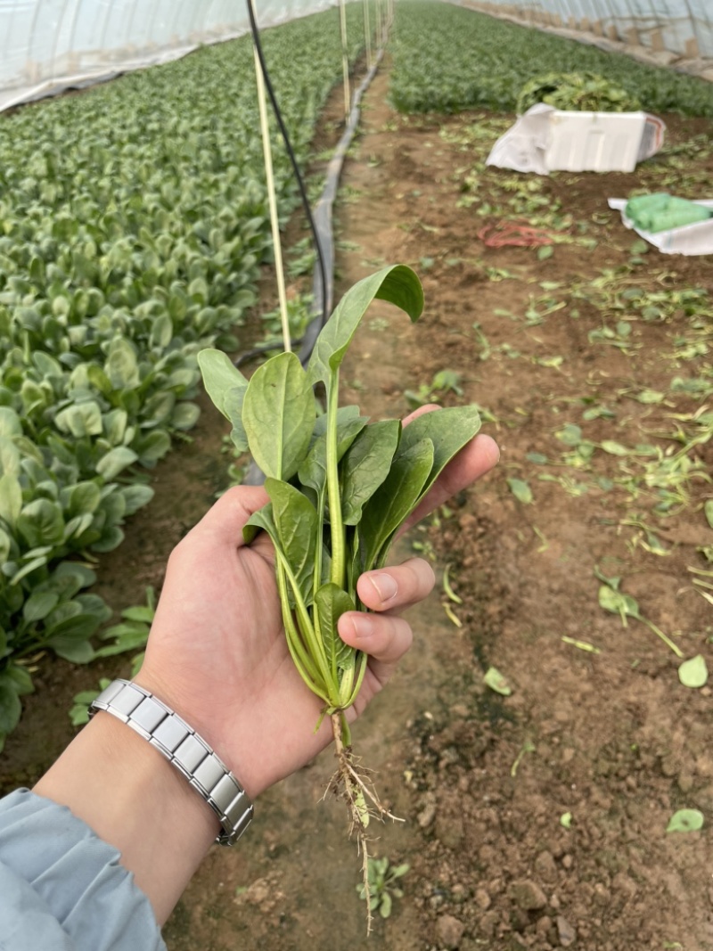 【精品】山东潍坊大小叶菠菜货源充足产地直发。