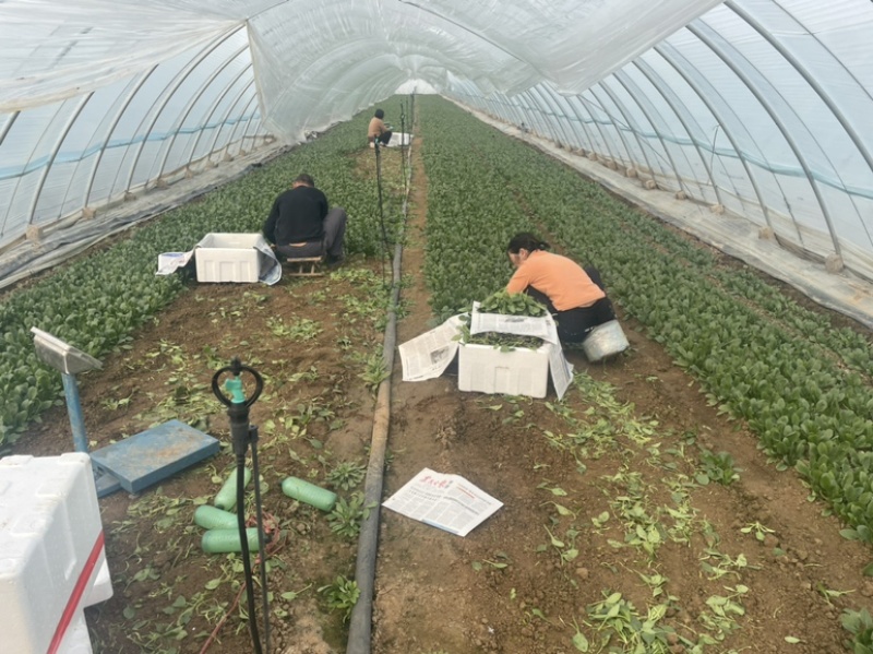 【精品】山东潍坊大小叶菠菜货源充足产地直发。