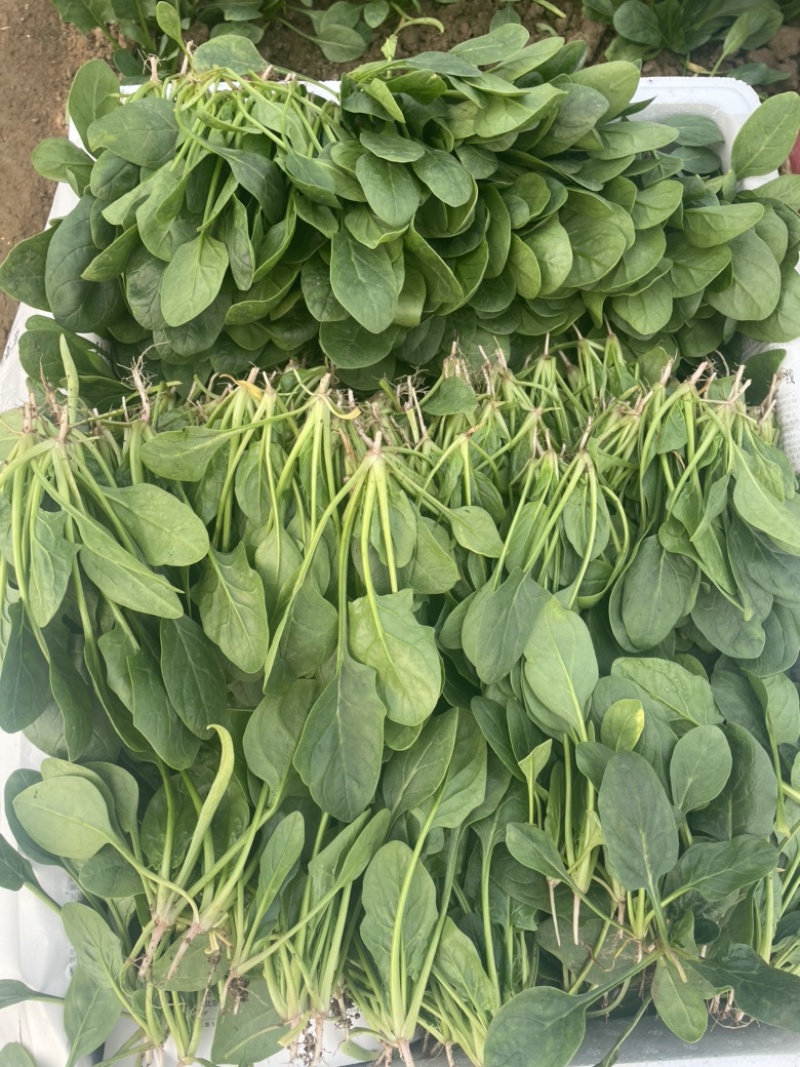 【精品】山东潍坊大小叶菠菜货源充足产地直发。