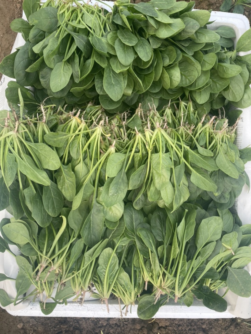 【精品】山东潍坊大小叶菠菜货源充足产地直发。