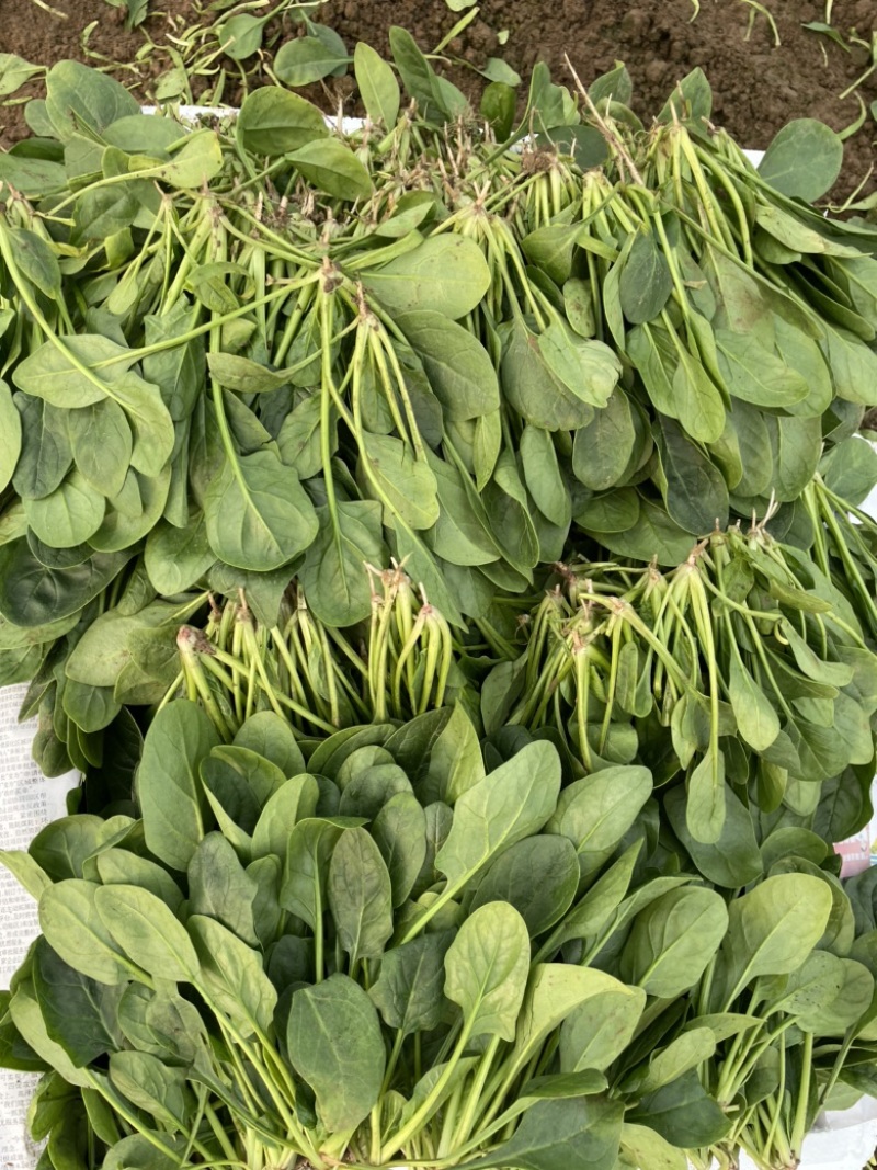【精品】山东潍坊大小叶菠菜货源充足产地直发。