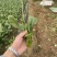 【精品】山东潍坊大小叶菠菜货源充足产地直发。