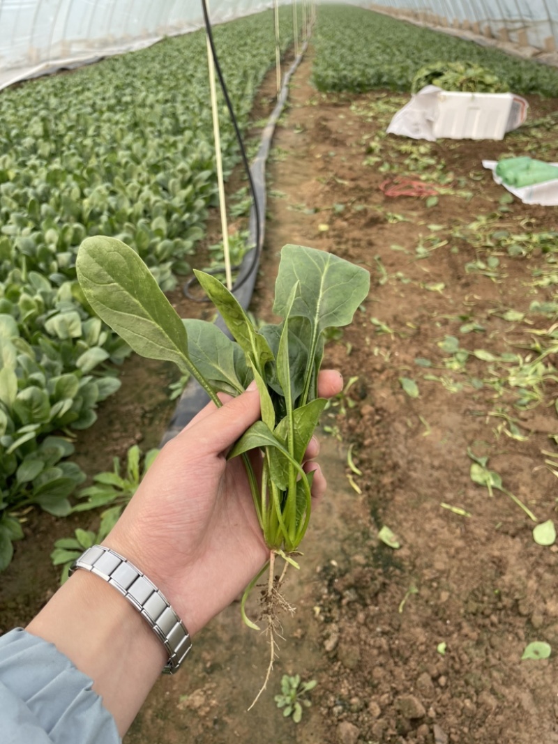 【精品】山东潍坊大小叶菠菜货源充足产地直发。