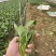 【精品】山东潍坊大小叶菠菜货源充足产地直发。