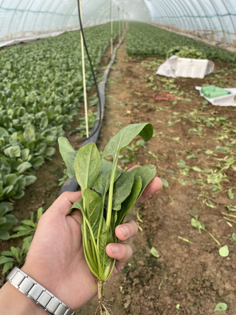 【精品】山东潍坊大小叶菠菜货源充足产地直发。