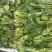 【精品】山东潍坊大小叶菠菜货源充足产地直发。