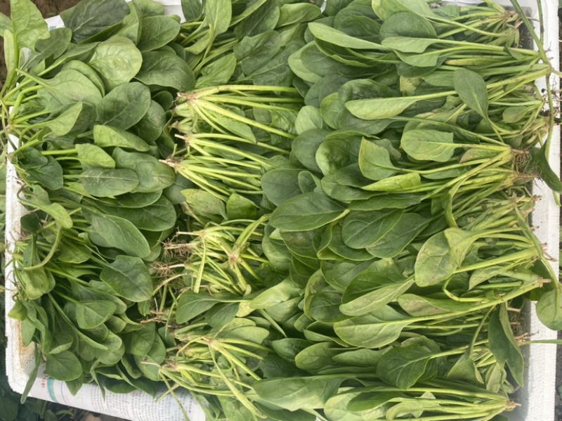 【精品】山东潍坊大小叶菠菜货源充足产地直发。