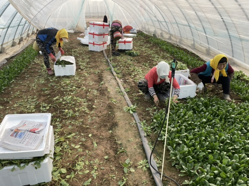 【精品】山东潍坊大小叶菠菜货源充足产地直发。