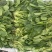 【精品】山东潍坊大小叶菠菜货源充足产地直发。