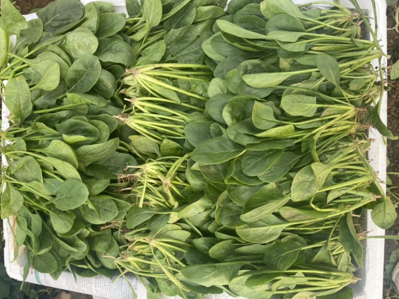 【精品】山东潍坊大小叶菠菜货源充足产地直发。