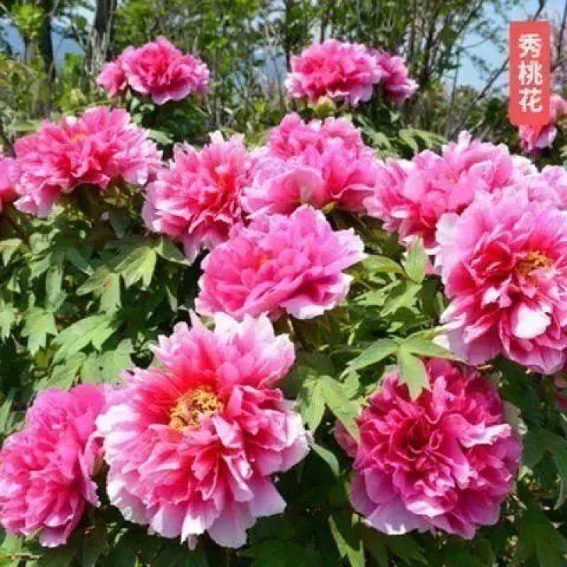 芍药种子，芍药花苗，芍药老根，四季开花耐寒芍药老根庭院绿
