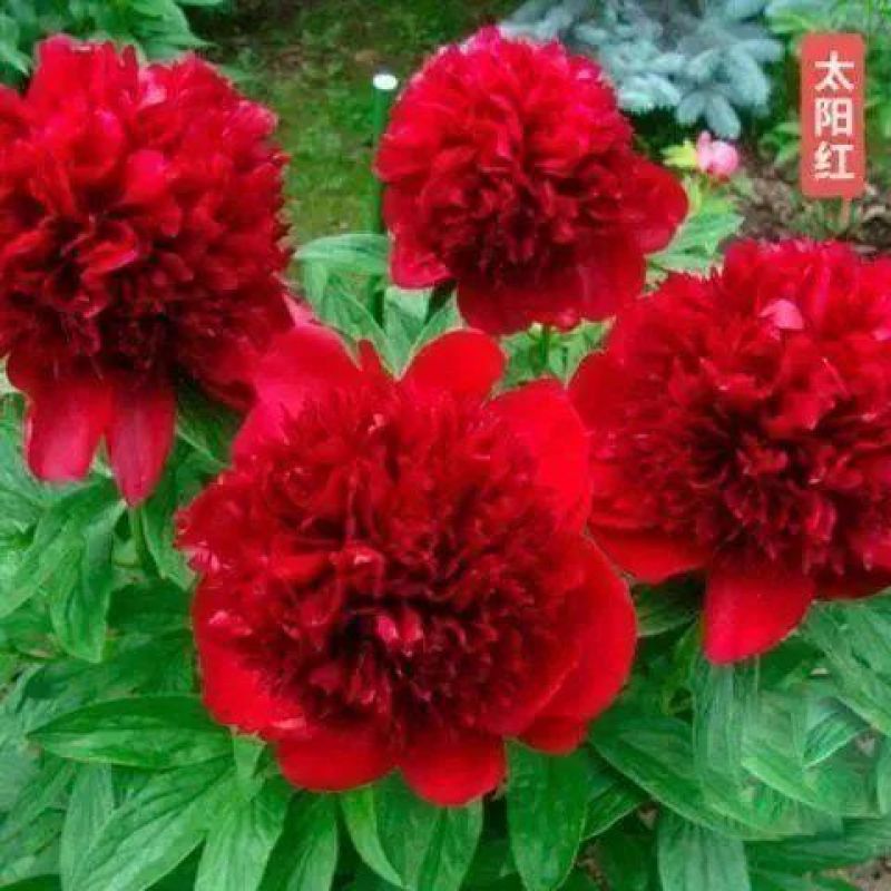 芍药种子，芍药花苗，芍药老根，四季开花耐寒芍药老根庭院绿