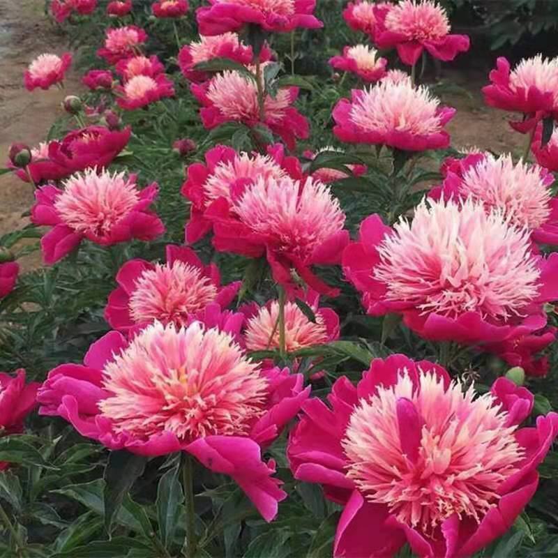 芍药种子，芍药花苗，芍药老根，四季开花耐寒芍药老根庭院绿