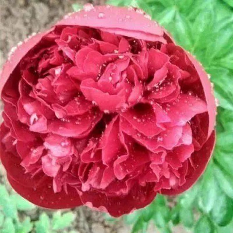 芍药种子，芍药花苗，芍药老根，四季开花耐寒芍药老根庭院绿