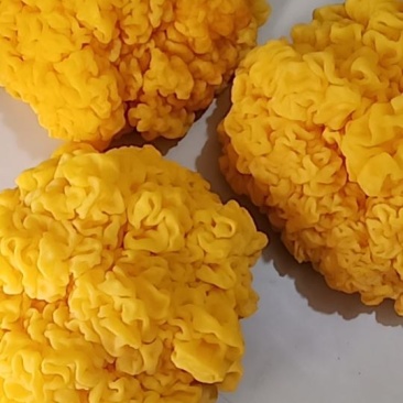 金耳菌