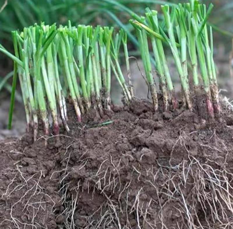 广东韭菜根，长期供应现挖现发，质量保证，一年四季可以种植