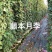 爬藤月季藤本月季红龙粉龙庆典藤彩虹光谱女王
