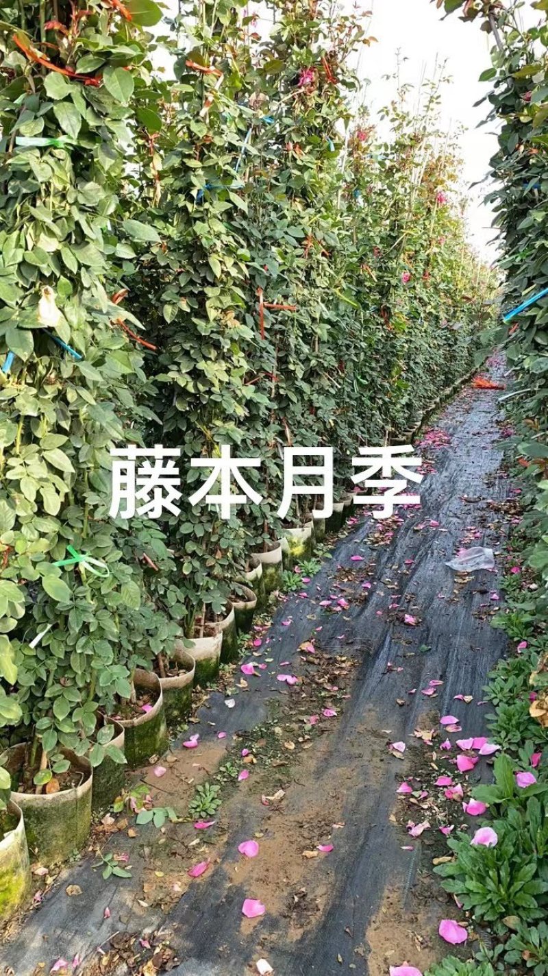爬藤月季藤本月季红龙粉龙庆典藤彩虹光谱女王
