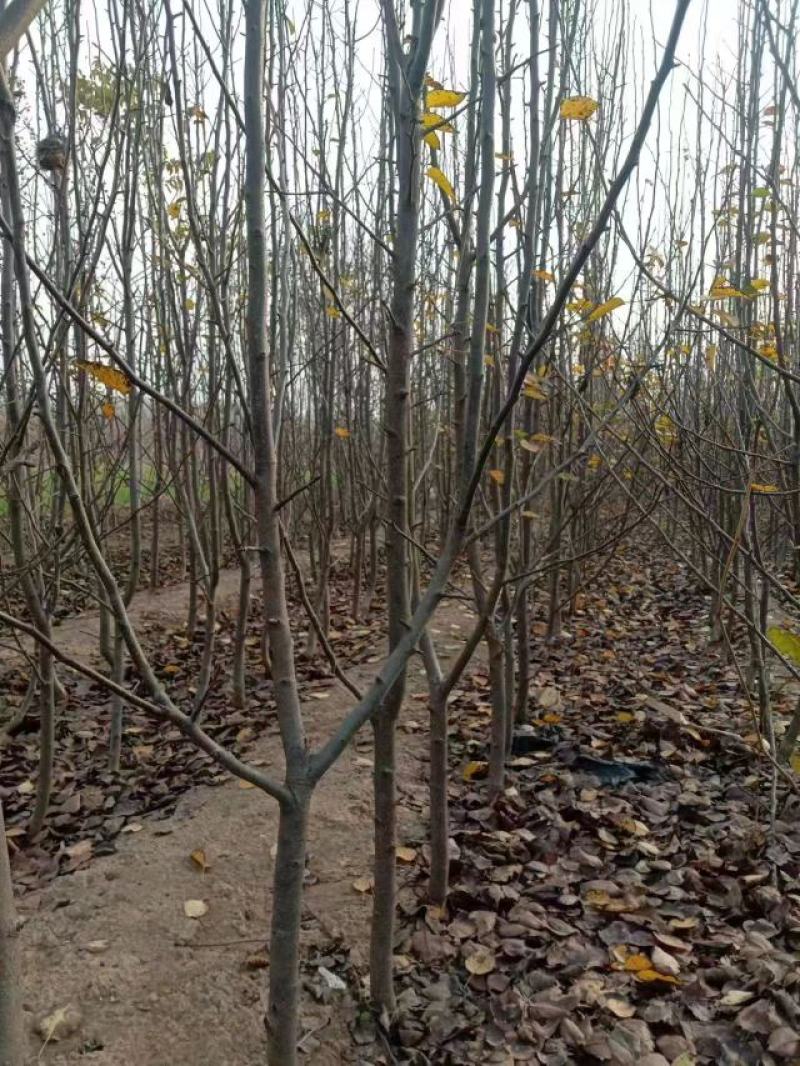 梨树，海量供应果树，承接占地工程，绿化工程。货发全国。