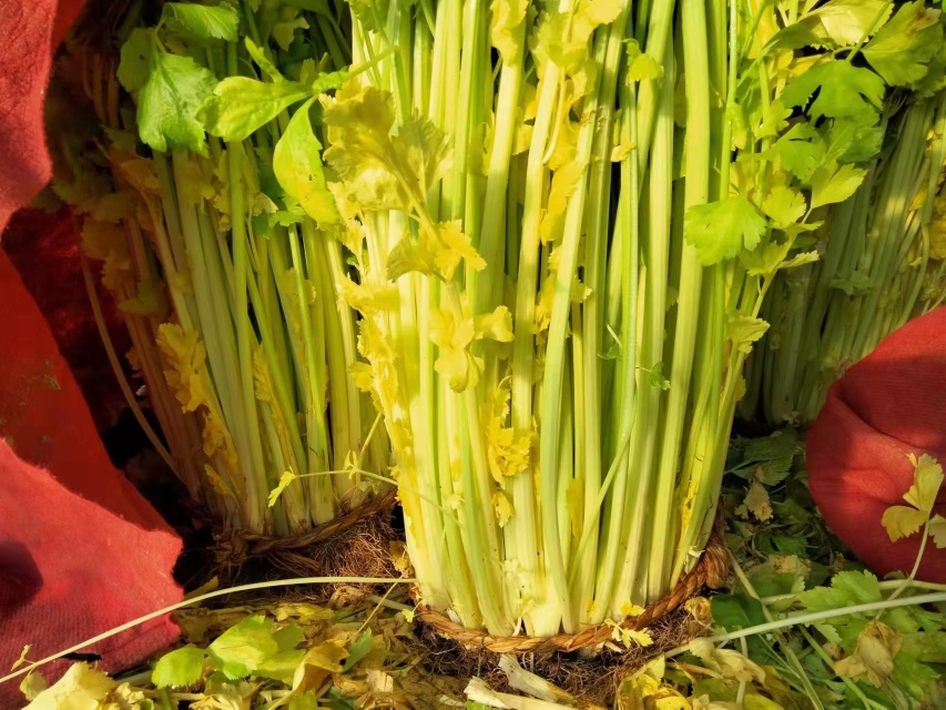 山东省沂源县国家级山芹标准化生产基地内景:工人正在全自动光学分选机前作业,传送带上整齐排列着带泥根须的鲜嫩山芹植株,背景可见‘国家地理标志产品’认证标识牌及冷链预冷间入口,体现从田间到商品的全程品控体系 沂源县山芹采收与分级包装流水线