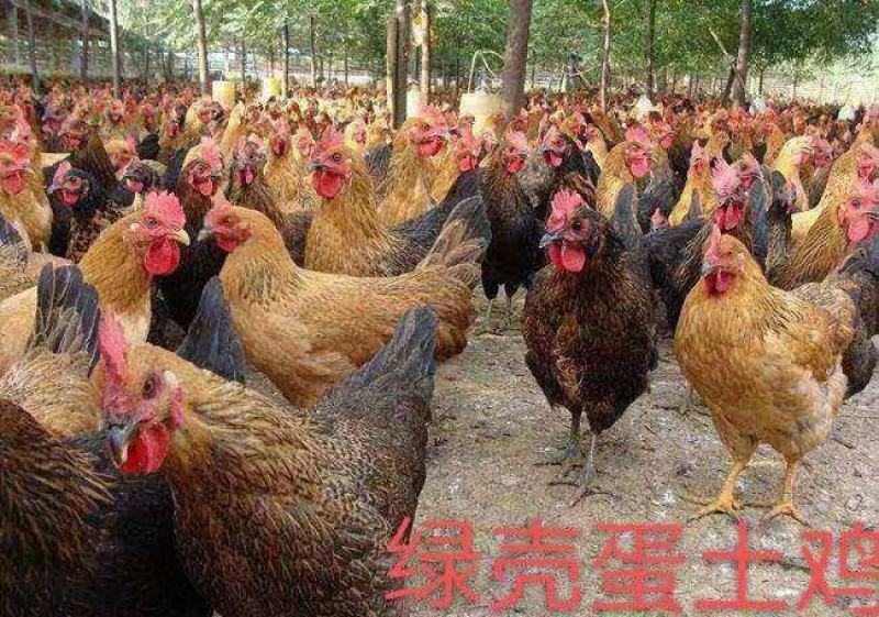 麻羽绿壳脱温蛋鸡苗