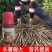 百部苗专用肥中药材壮根灵膨大素天冬五指毛桃大通草党参增粗