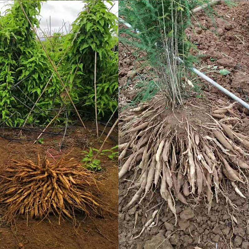 百部苗专用肥中药材壮根灵膨大素天冬五指毛桃大通草党参增粗