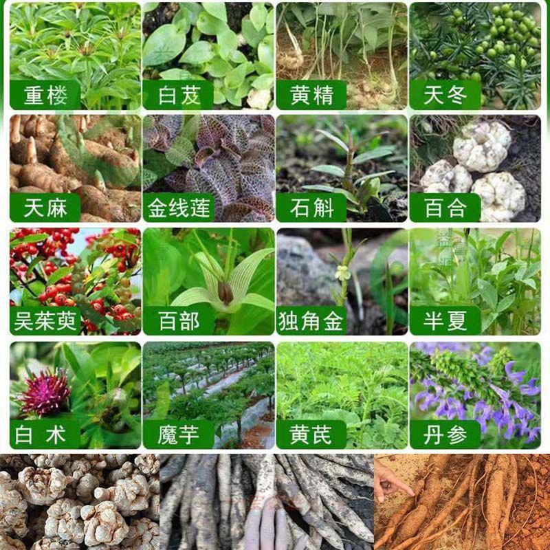 百部苗专用肥中药材壮根灵膨大素天冬五指毛桃大通草党参增粗