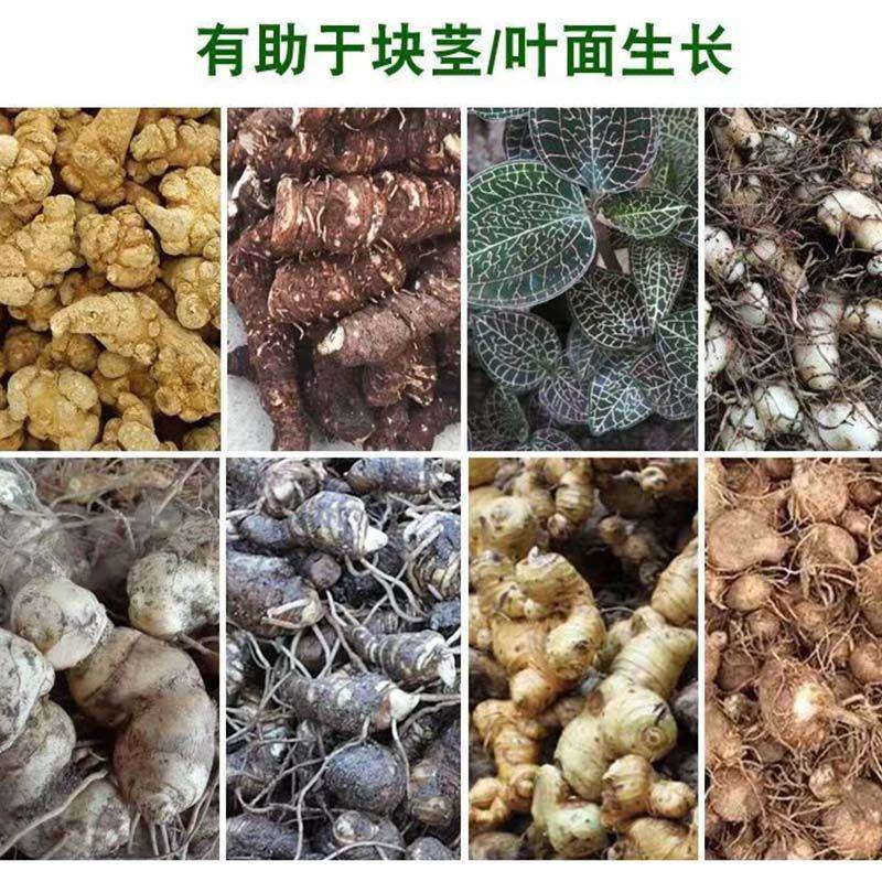 百部苗专用肥中药材壮根灵膨大素天冬五指毛桃大通草党参增粗