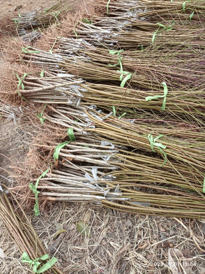 黄桃苗，品种桃树苗，品种多，质量好，需要联系