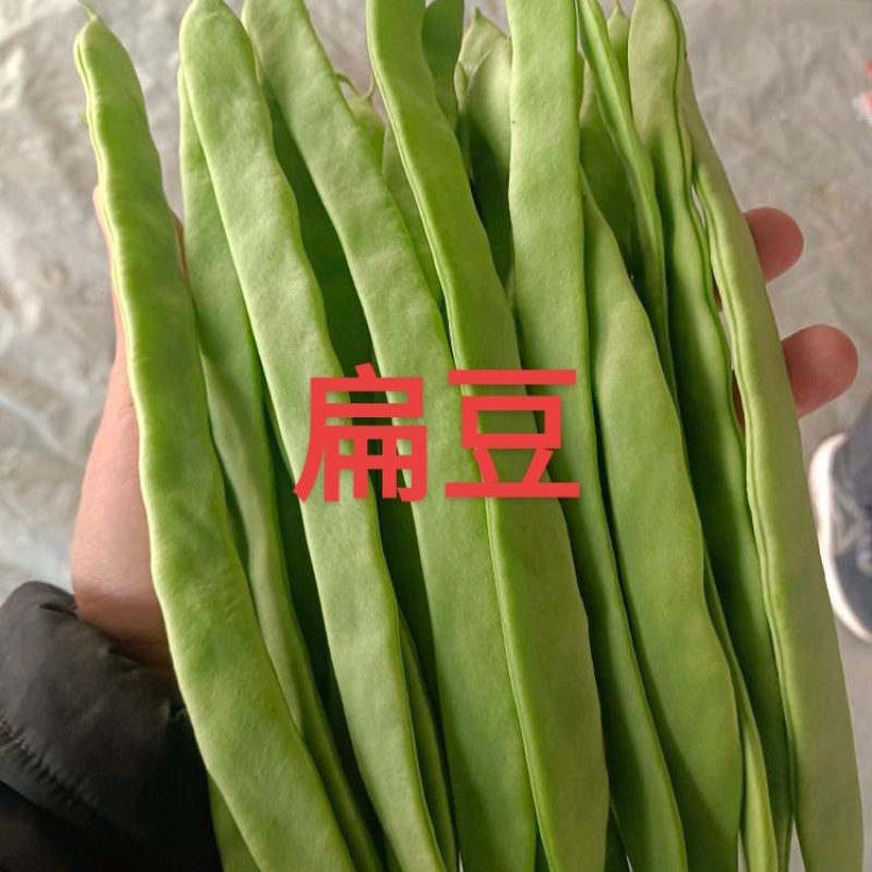 山东扁豆绿扁豆产地直供量大从优全国发货欢迎联系