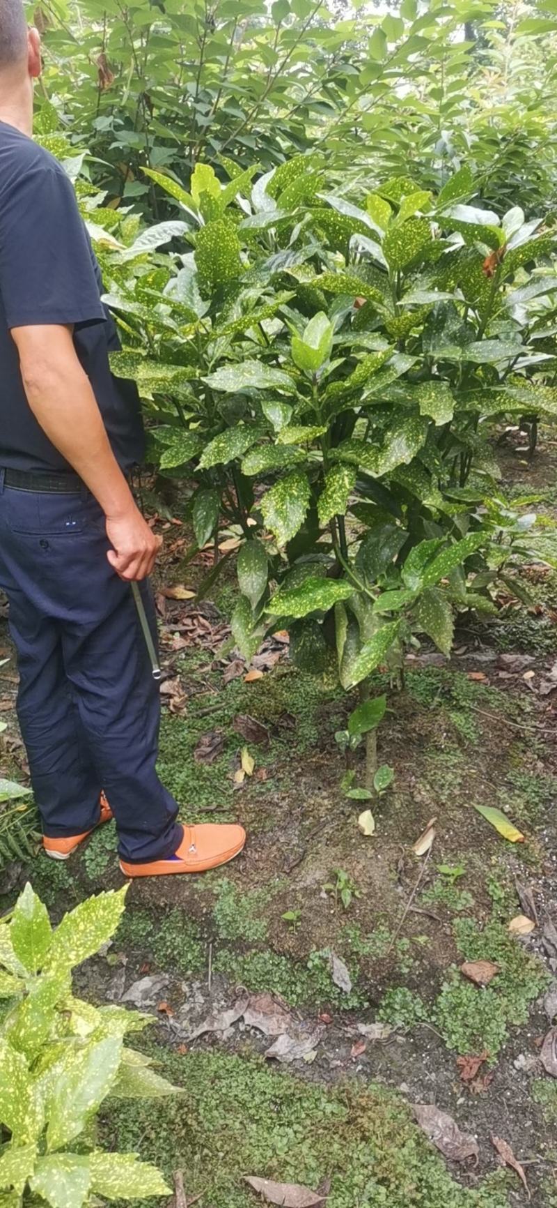 洒金珊瑚自家杯苗，大杯苗，地苗
