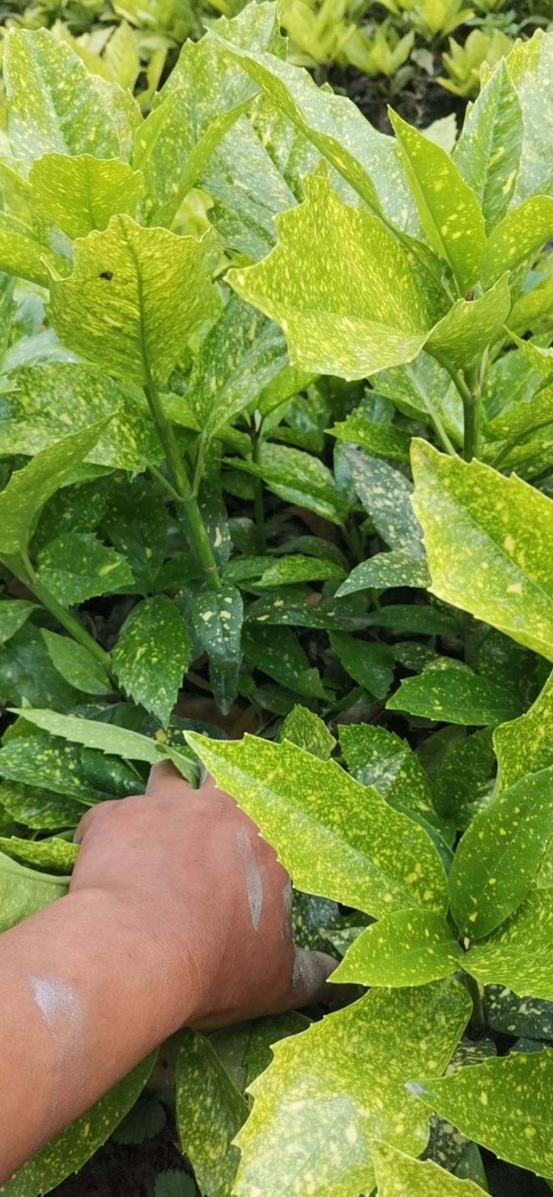 洒金珊瑚自家杯苗，大杯苗，地苗