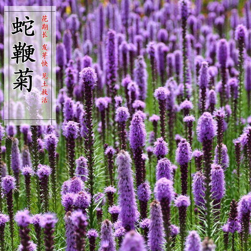 蛇鞭菊种子多年生宿根植物庭院绿化四季开花球根花卉种子