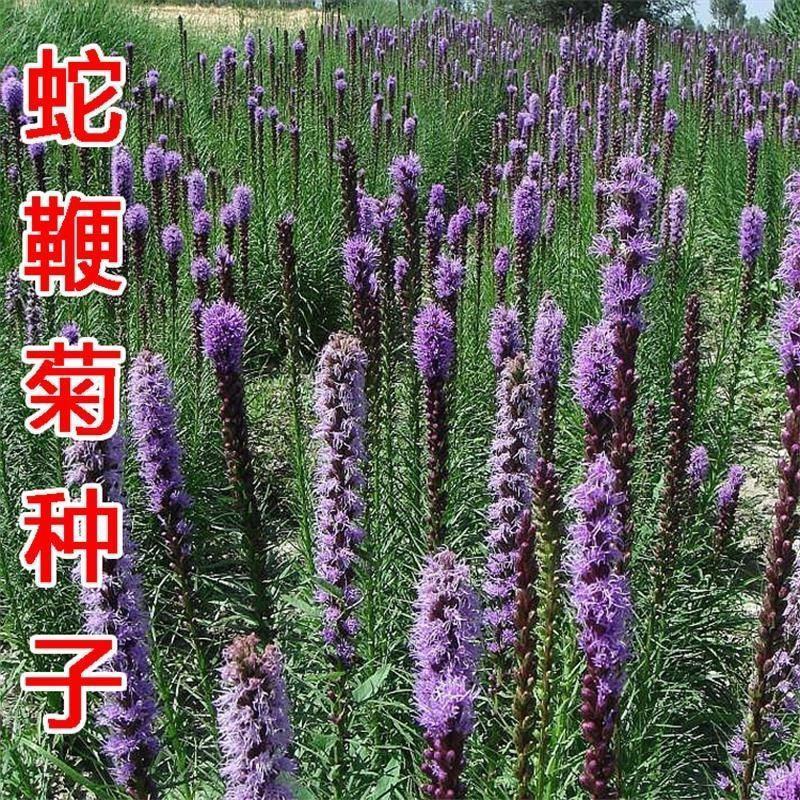 蛇鞭菊种子多年生宿根植物庭院绿化四季开花球根花卉种子