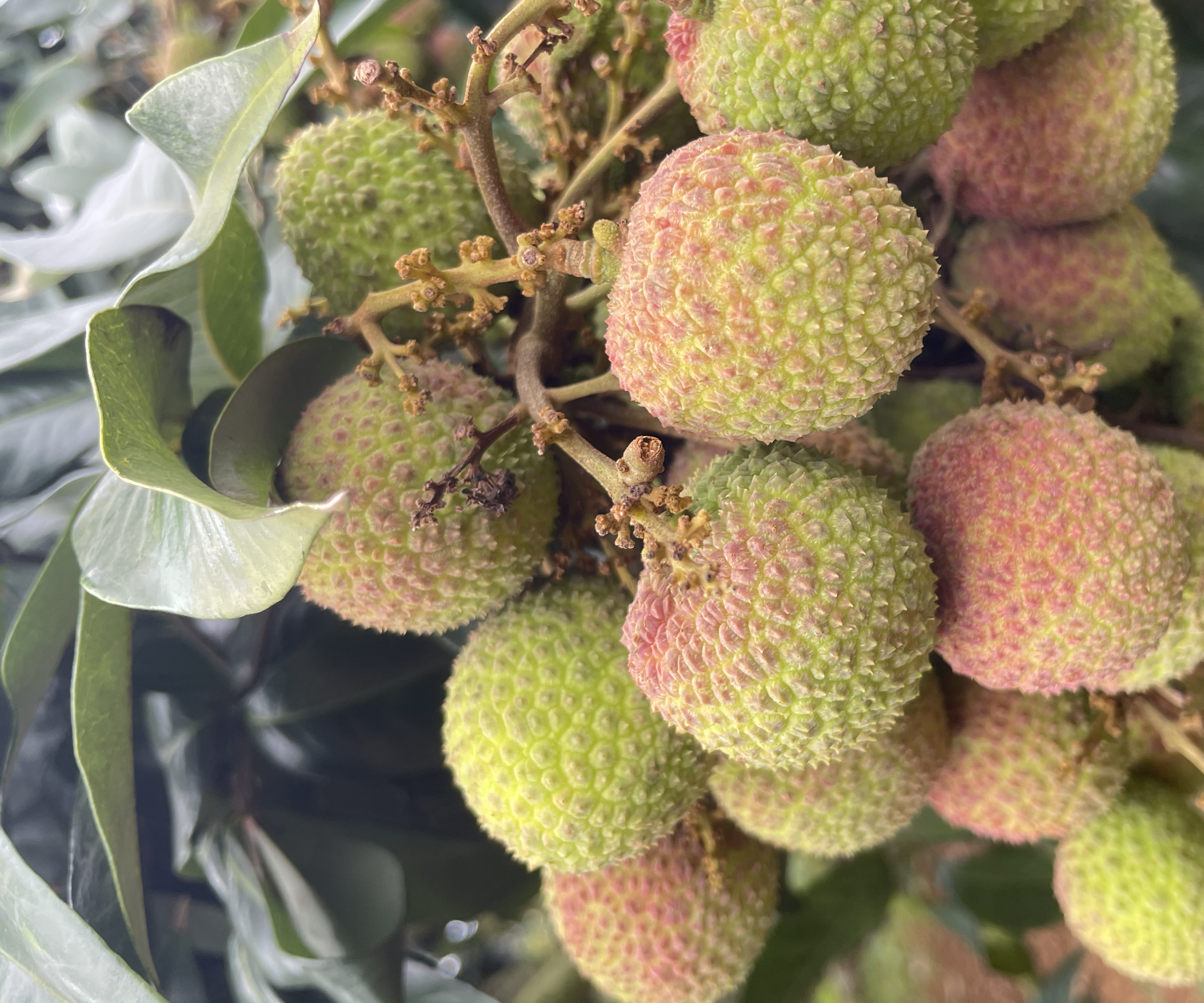 妃子笑荔枝特写