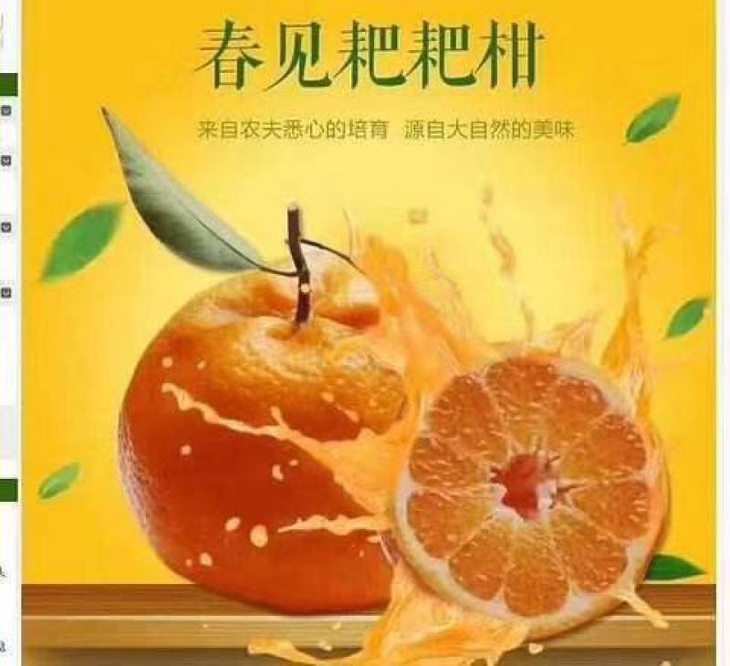 四川春见耙耙柑，产地一手货源，规格多样，价格可谈，欢迎来电