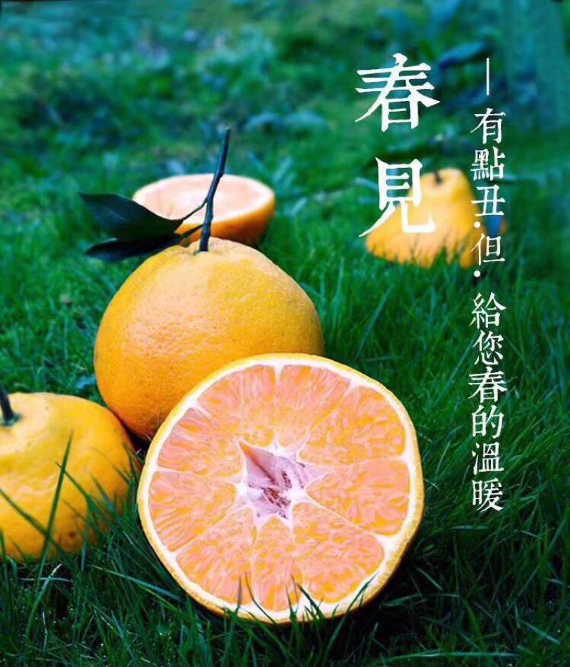 四川春见耙耙柑，产地一手货源，规格多样，价格可谈，欢迎来电