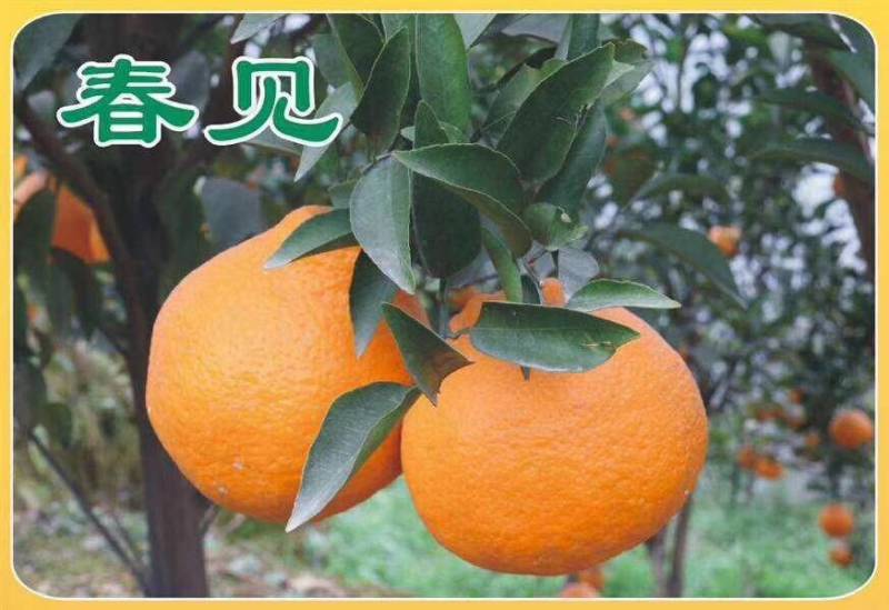 四川春见耙耙柑，产地一手货源，规格多样，价格可谈，欢迎来电