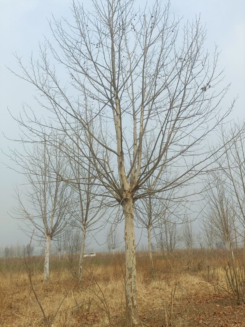 河南基地大量供应15-----40公分法桐