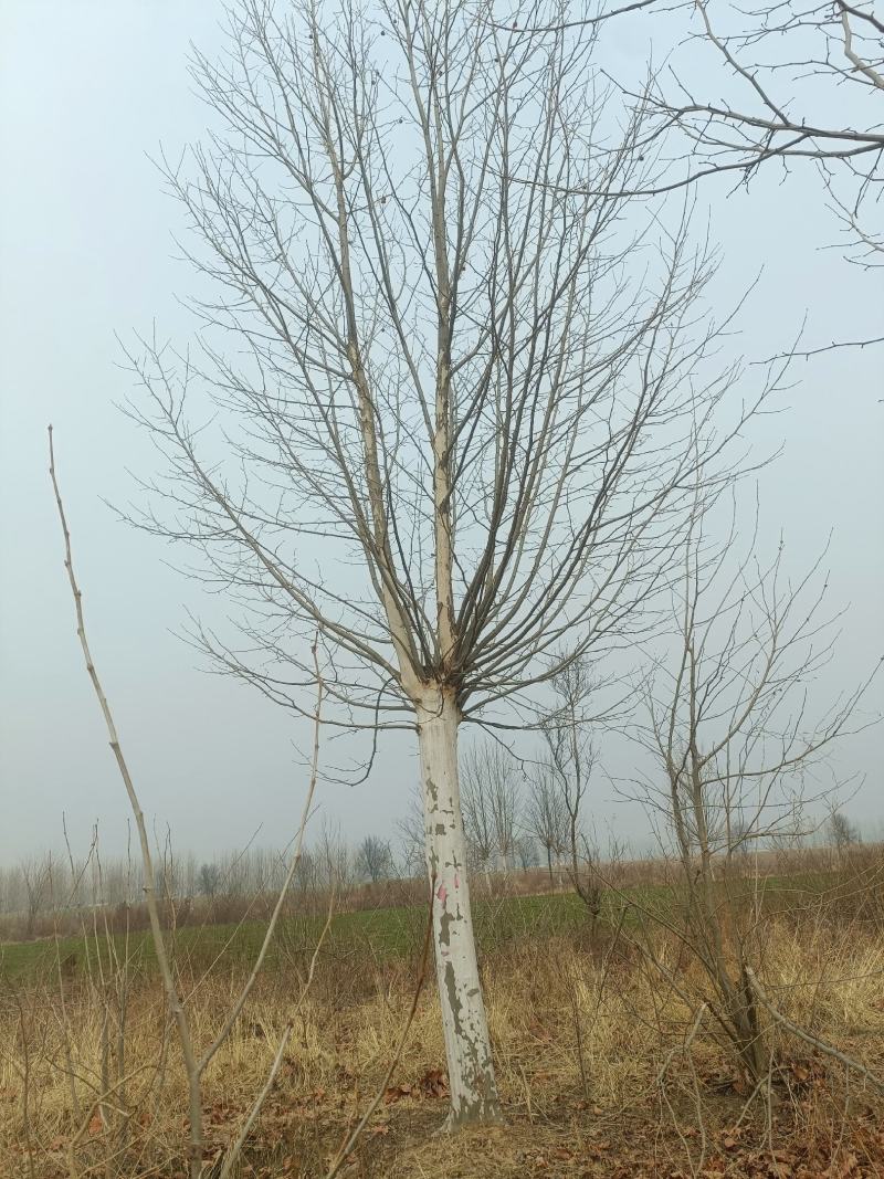 河南基地大量供应15-----40公分法桐