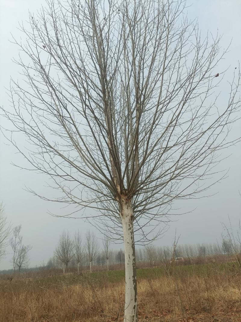 河南基地大量供应15-----40公分法桐